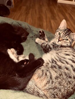 Zwei britisch Kurzhaar Katzen - Hürtgenwald