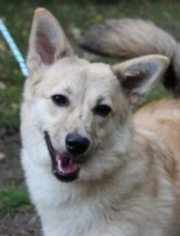 Josie, aktive, freundliche Junghündin - Neuhausen (Spree)