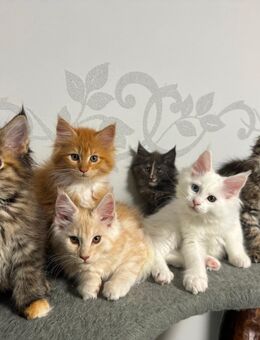 Maine Coon Kitten - Benz (Landkreis Nordwestmecklenburg)