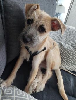 🐾💔 Anja Ein kleines Welpenherz - Kassel