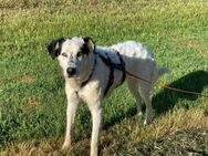 Nelly sucht ein liebevolles Zuhause - Neuss