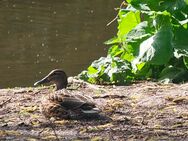 Enten füttern - Berlin Marzahn-Hellersdorf