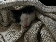 🐾 Wunderschöne Kitten abzugeben – 2 Mädchen & 1 Junge gechipt, geimpft & entwurmt 🐾 - Schöppingen