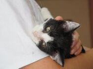 Kleine Milly sucht das große Glück - München