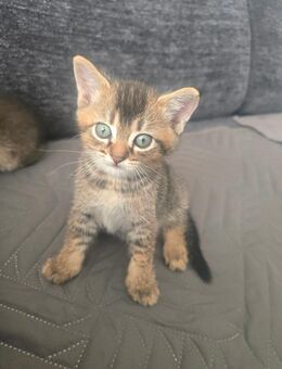 Katzenbabys Mädchen - Worms