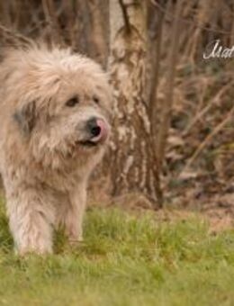 Der hübsche Dingdong sucht sein Zuhause - München