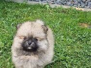 Pomeranian Zwergspitz Welpen Boo - Kaisersesch