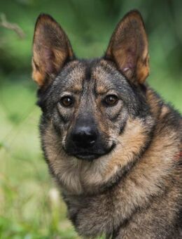 Kolt sucht eine Familie - Bad Bevensen
