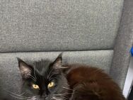 Main coon Katze 10 Monate alt Sam - Gelsenkirchen Erle