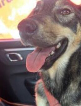 Tapfere Jella sucht Geborgenheit - München