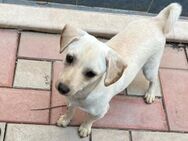 Eddy - Der kleine Wirbelwind sucht euch! - Hamburg