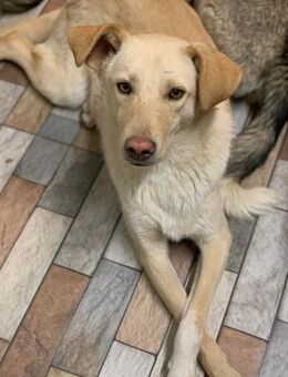 Pflegestelle gesucht für unseren Nugget - Celle