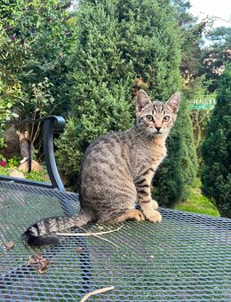 Kater Katze Kätzchen - Britz