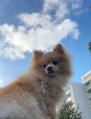 Pomeranian Zwergspitz in 94078