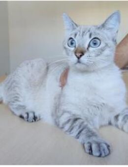 Cassandra - schöne Thai-Siam-Mix - Wilhelmsfeld