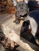 Französische Bulldogge Welpe in 42929