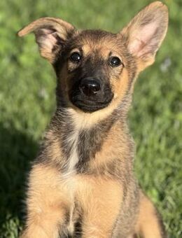 Josie - menschenbezogene Junghündin - Berlin