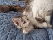 Maine Coon Kitten - Blankenfelde-Mahlow