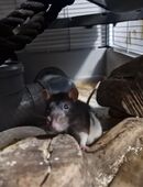 2 Rattenböcke in 19249