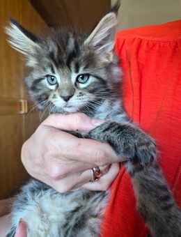 Meine Coon Kätzchen, Junge, Klassiker, 7 Wochen. - Ehningen