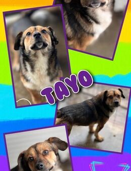 Schmuser Tayo sucht Anschluss! - Nürnberg