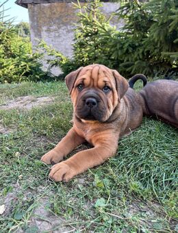 Shar Pei OEB Mix Welpen - Arnstein (Sachsen-Anhalt)