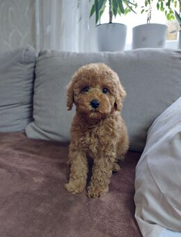 Toypudel Welpen Stammbaum - Kaufbeuren