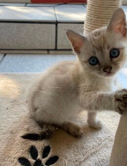 Snow Bengal Kitten Abgabe ab November - Werther (Westfalen)