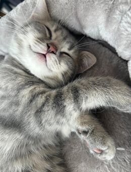 Bkh kitten männlich und weiblich - Horn-Bad Meinberg Bellenberg