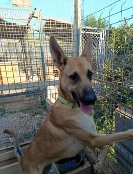 Dingo ein verschmuster aktiver Bub - Lübeck