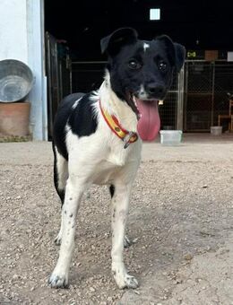 Thelma, 1 Jahr sucht Dich - Schwäbisch Hall