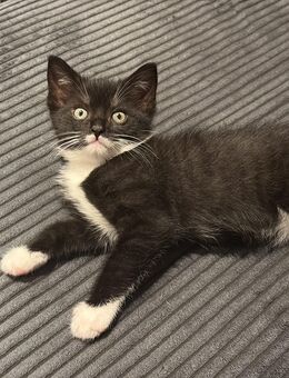 Babykater Harry abzugeben 12Wochen alt - Nossen