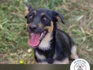 Chip 232096: Hundekind sucht ein Zuhaus - Kirchzell