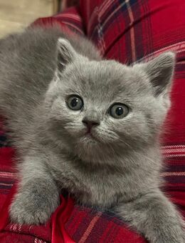 BKH kitten britisch kurzhaar - Mannheim