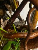 Jemenchamäleons nachzuchten in 92253