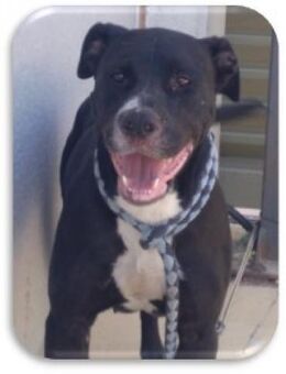 CORA - für die Zucht missbraucht ..... - Kempen