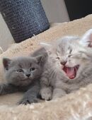 BKH-Kitten in 12526
