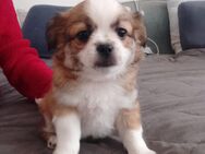 Hunde verkauf - Mylau