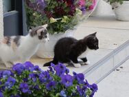 Zwei süße Katzenbabys abzugeben - Hauskatzen - Calau