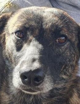 MABLE-hübsche,gestromte Jung-Hündin,47cm - Rösrath