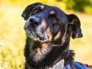Rudi sucht seine Menschen - Kallmünz