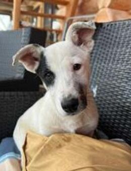 Sparow agiler verspielter Welpe - Hüllhorst