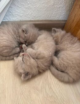 Zwei niedliche British Kurzhaar Katzenbabys (750€)in der einzigartigen Lilac-Farbton - Gera