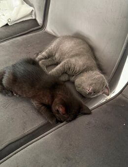 BKH Mix Kitten - Siegburg