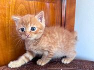 Wunderschöne Persisch-Britisch Kurzhaar Kätzchen zu verkaufen! - Berlin