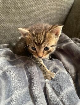 Katzen Babys - Reischach