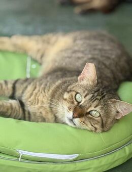 Der neugieriger Kater Gordinflas - Bad Camberg