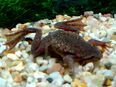 Zwergkrallenfrosch in 97618