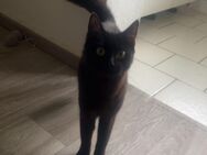 Katzen - Kiel Friedrichsort