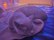 Britisch Kurzhaar Katze (3,5 Jahre) liebevoll & verschmust nur in gute Hände abzugeben - Herborn (Hessen)